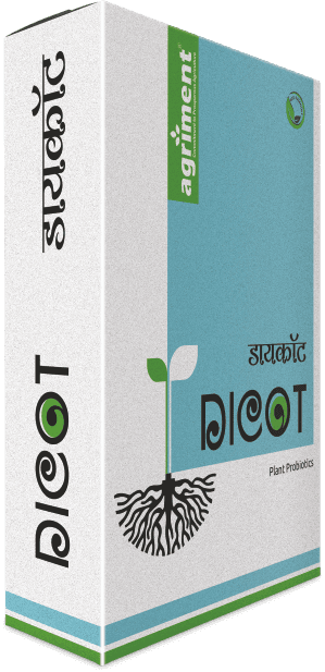 Dicot